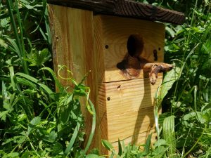 Nichoir Oiseaux Cinque Terre • © AHM Créations