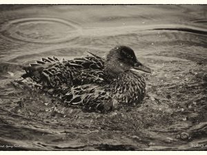Mallard • Epping Forest • 2012 • © AHM Créations / Stéphane Photography