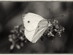 Butterfly • 2012 • © AHM Créations / Stéphane Photography