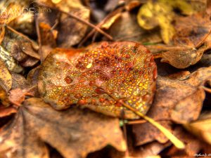 Precious Dew • Cipieres • 2014 • © AHM Créations / Stéphane Photography