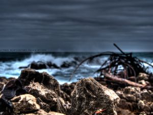 Sea Trees • Cap d'Antibes • 2014 • © AHM Créations / Stéphane Photography