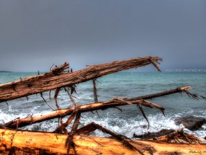Sea Trees • Antibes • 2014 • © AHM Créations / Stéphane Photography