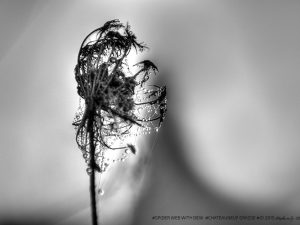 Spider Web with Dew • Chateauneuf de Grasse • 2015 • © AHM Créations / Stéphane Photography