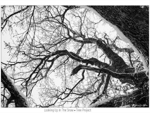 Looking Up In The Snow • Tree Project • © AHM Créations / Stéphane Photography